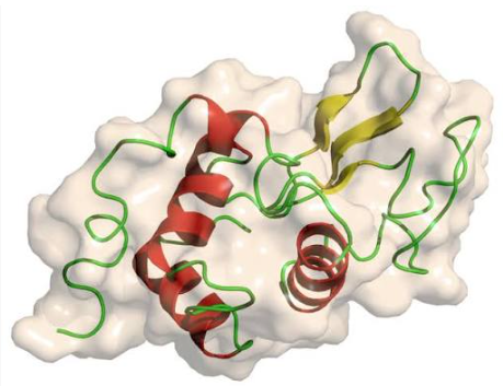 Lysozyme